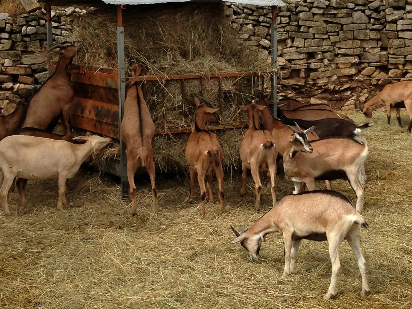 Chèvres au râtelier de foin